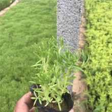 佛甲草种植基地  耐旱佛甲草屋顶绿化 黄楼狗牙菜草本植物