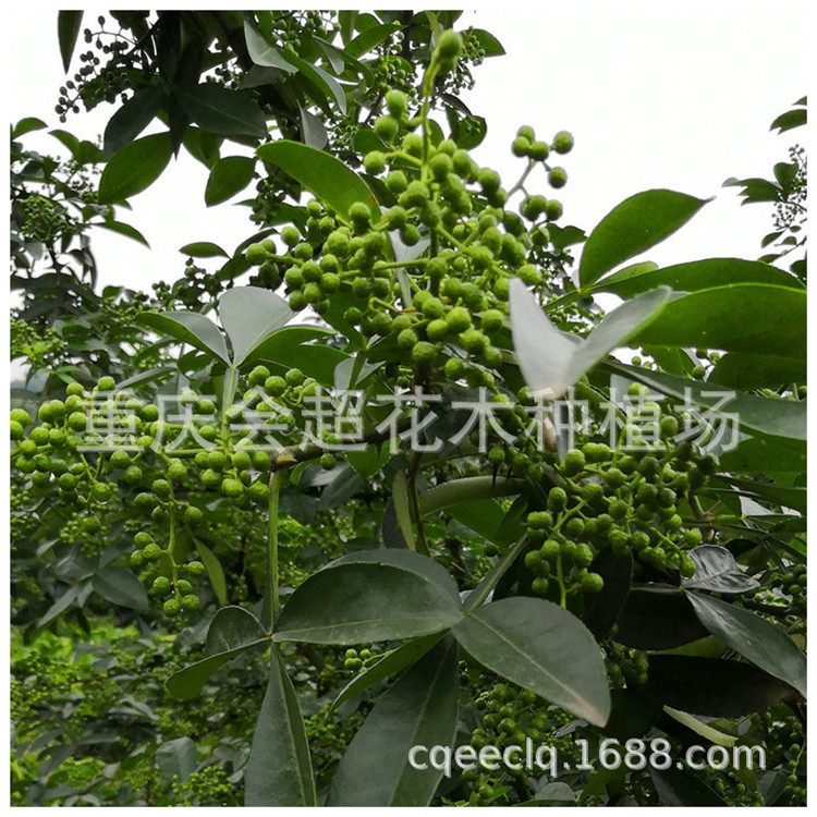 �����ҹ����ױ�ͼ