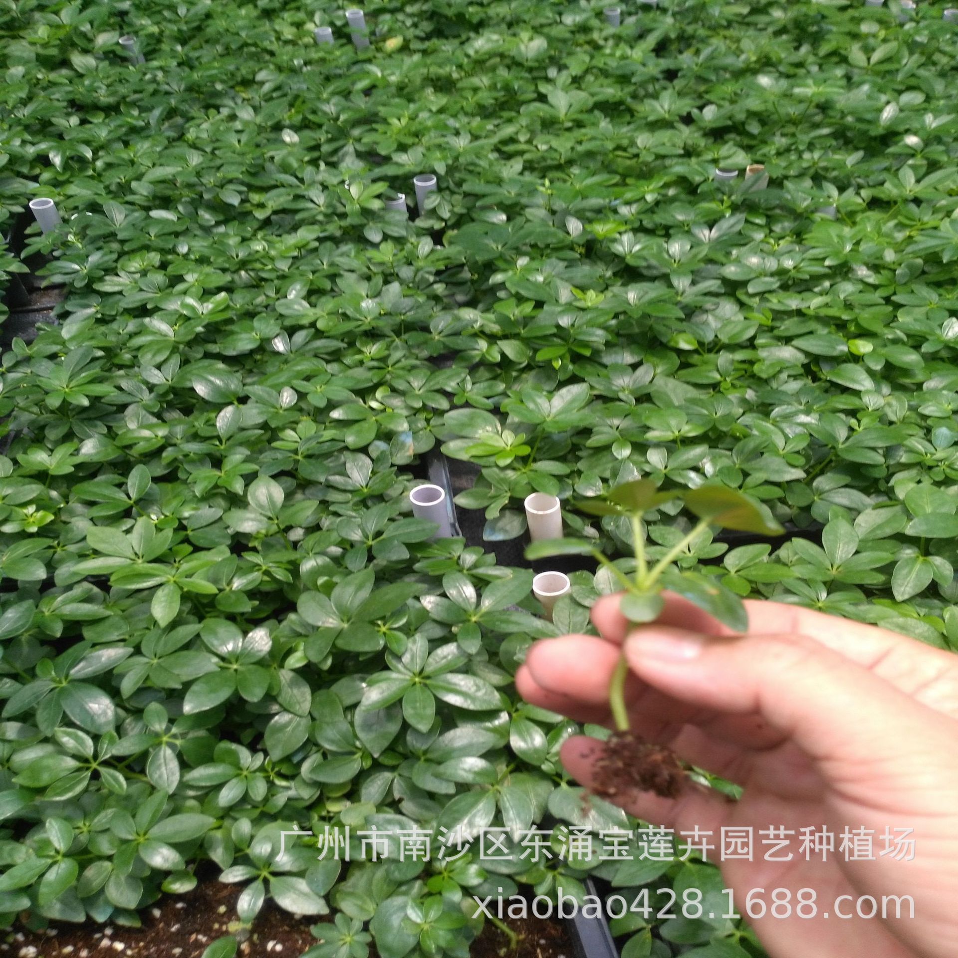 IMG_20170610_1240491