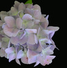 Flower seeds wholesale (geranium flower seeds) foreign hydrangea seed seeds mixed color hydrangea seeds blooming in four seasons