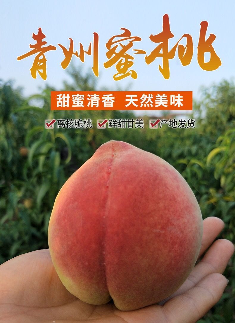 5斤顺丰包邮山东青州蜜桃桃子水果新鲜秋桃冬雪蜜桃毛桃水蜜桃冬桃脆桃 各有所爱商城网站