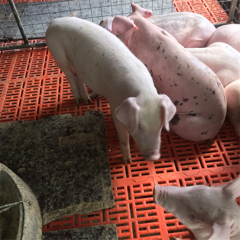 Grow up Two yuan sow Large Landrace piglets Changbai Sow Price Landrace sow seedlings