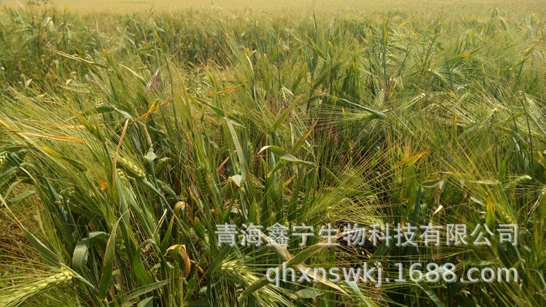 雪域诚信-青藏高原青海产高寒种植精选蓝青稞原粮可做种子-阿里巴巴