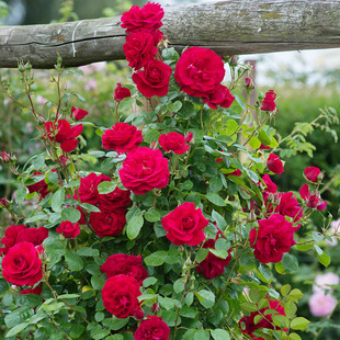 �ɼt�����¼������ľ�¼��ļ��_���̨�������Ժ��B΢���¼�����