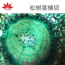 松树茎横切面,松树茎横切面简图,松树茎三个切面的简图(第5页)_大山谷图库