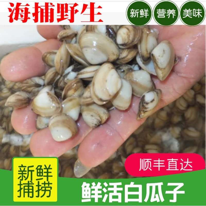 Lianyungang Seafood Aquatic products Fresh seafood/high quality Fresh Shellfish Oyster/Sea seeds Head