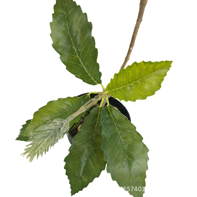 XRB-132 锯齿佛塔叶3.jpg