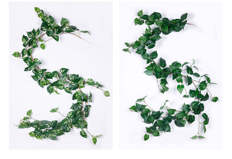 常春藤大链接详情-兰韵_07