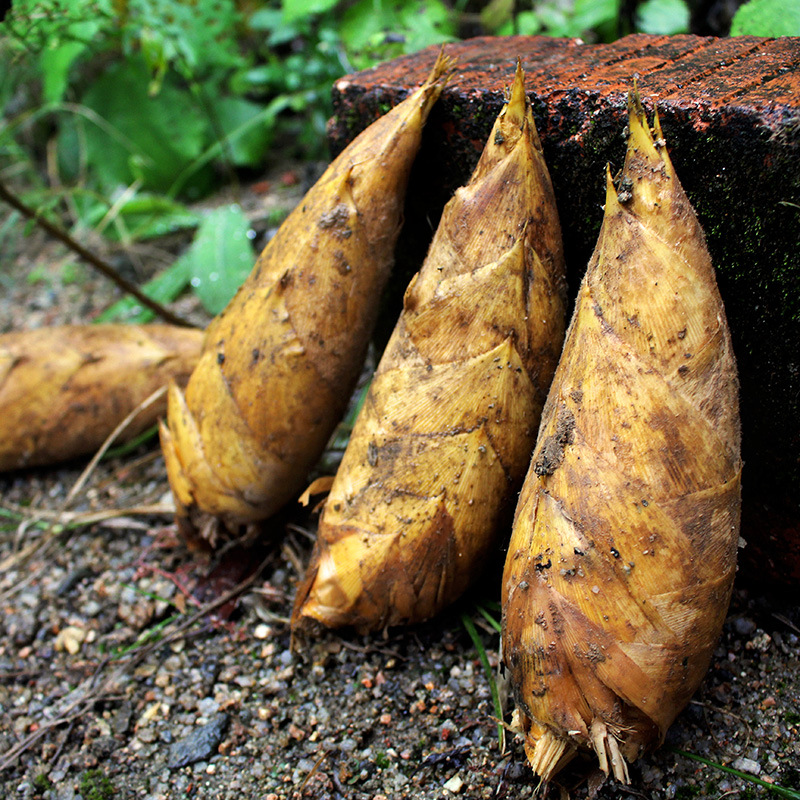 冬筍現挖現發當季新鮮農家野生嫩筍精選農家現挖野生竹筍壹件代發