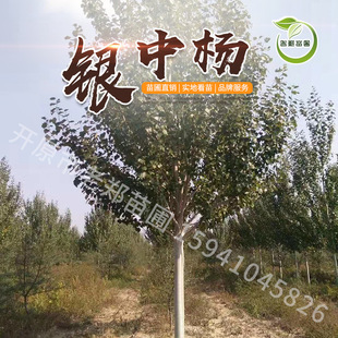 �y�З�|�������������l�G���е����½���С���L������Ҏ��ȫ