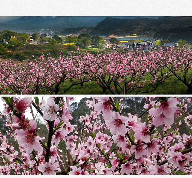 Dried Peach Blossom Tea Tao Hua 桃花 500g Loose Herbal Flower Tea for Daily Infusions preparation