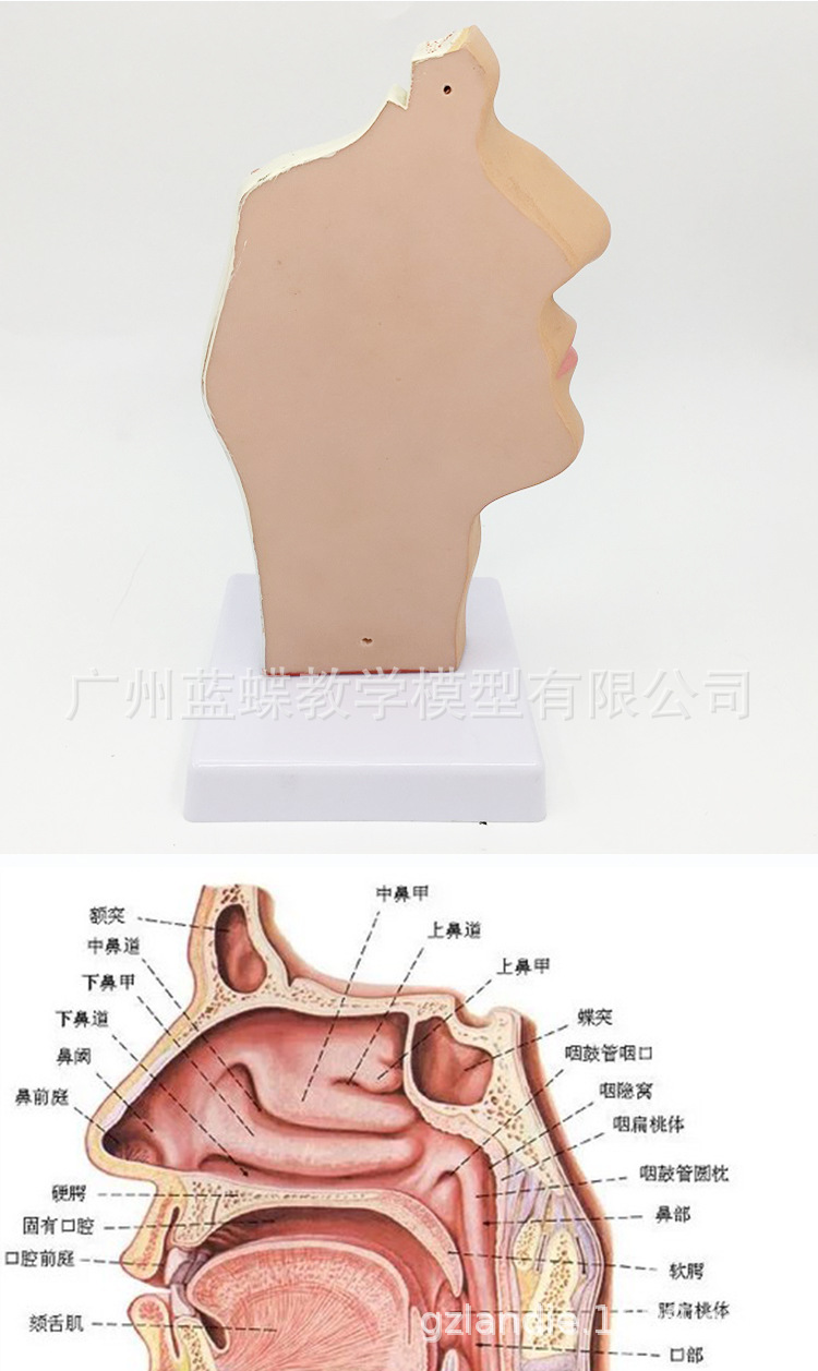 人体鼻口咽矢状解剖模型鼻腔咽口咽腔喉咽腔鼻腔口腔纵切模型 阿里巴巴
