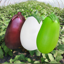 茄子种子水茄子绿皮茄子种紫白云罐茄种籽春秋季庭院寿光蔬菜种孑