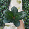[Direct supply of the base] Rubber tree flower and plant potted home flower plant pot plants 100#绿 刚