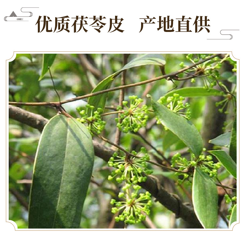 Fu Ling Pi Poria Peel 茯苓皮 Dried Poria cocos Peel Slices from Dabie Mountains 500g for Decoction and Soup key features