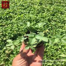 �ر��o�²���ݮ���Ԉ@�־��^�������޸�������ݮͥԺ������ݮ����