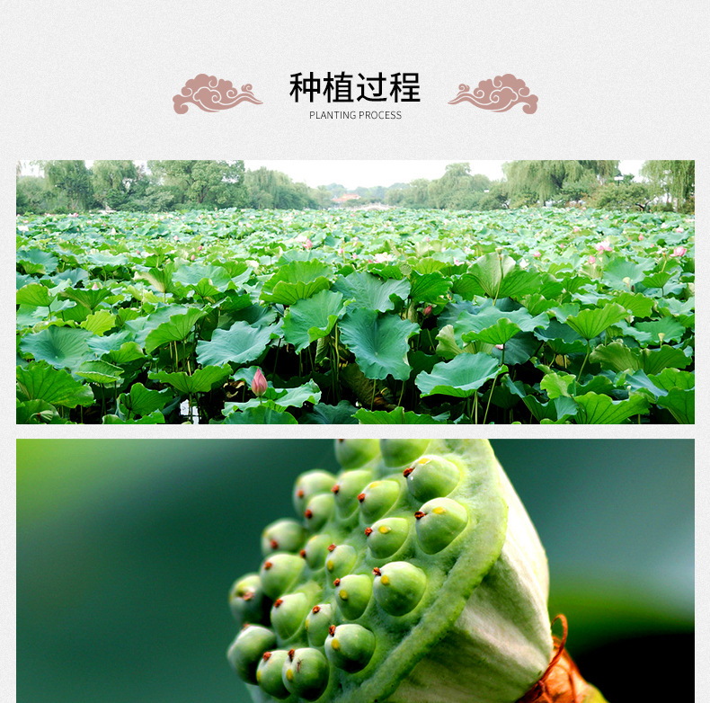 White Lotus Seeds Bai Lian Zi 500g Coreless Dried Nelumbo nucifera Seeds for Soup Congee and Herbal Cooking preparation