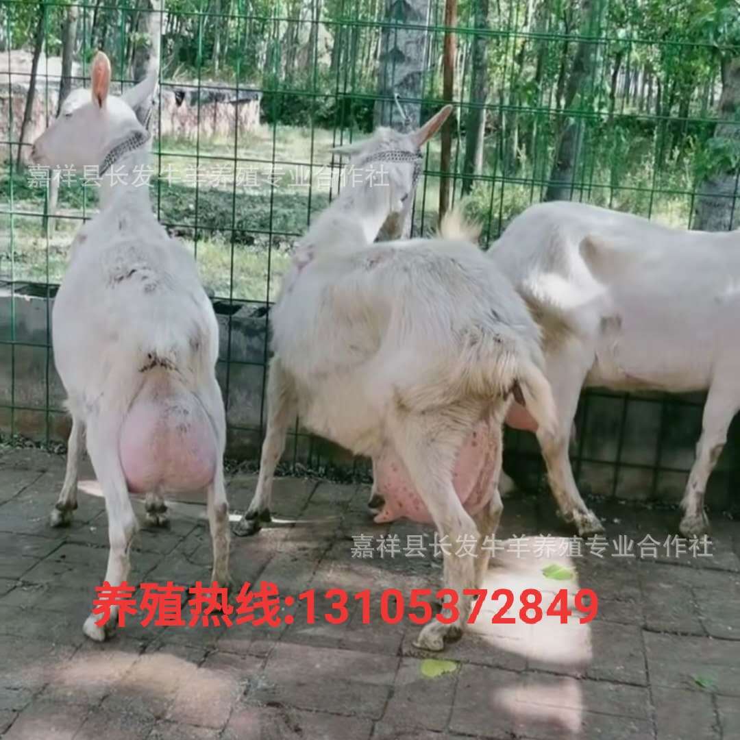 山羊羔和绵羊羔的区别,(第10页)_大山谷图库