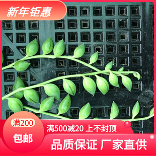 Succulent Suculents Lover Seadlings TianyU