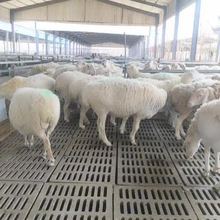 【湖羊】现货嘉旺牛羊养殖场活羊种 批发厂家公母羊羔配种湖羊