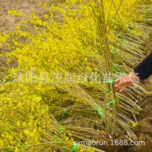 Садовые саженцы саженцы Forsythlest Forsythlest Little Miao View Clower Green Plant Cours