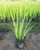 Guangdong Zhongshan supply Wetlands green Pouch Seedling leaf calamus Shichangpu
