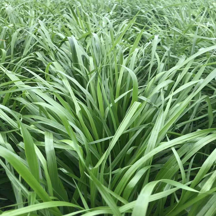 Оптовые кормовые семена зимние пастбища 70 семян райграса морозостойкие свиньи, овцы, крупный рогатый скот и куры любят есть полный спектр больших количеств