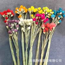 千日红 草莓果 雪松果 云南干花 diy插花礼盒玻璃罩材料 厂家直销