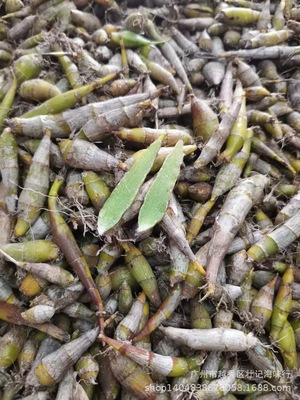 鐵皮石斛 霍山四年生山鐵皮石斛 膠質濃厚楓鬥500g按需求定制