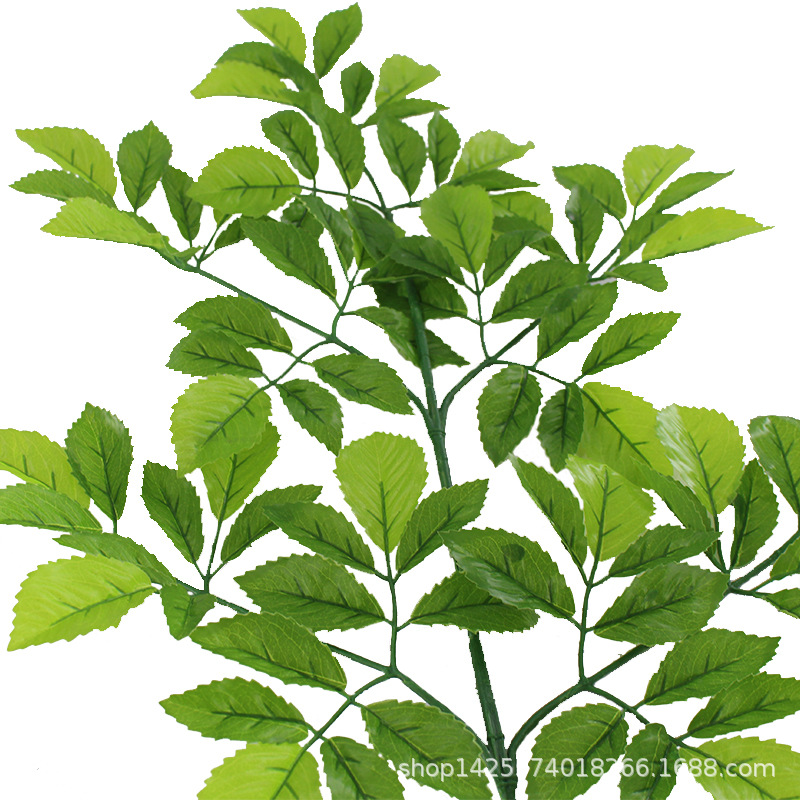 XRB-110 榆树叶五叉枝3.jpg