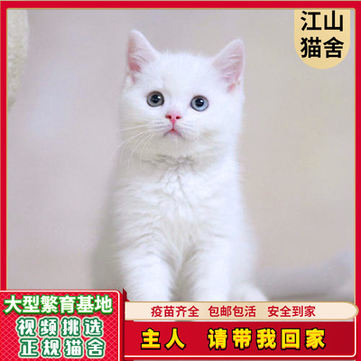 可爱家猫幼猫 中华田园猫小猫咪 活体土猫 全国包邮发货 安全到家|ms