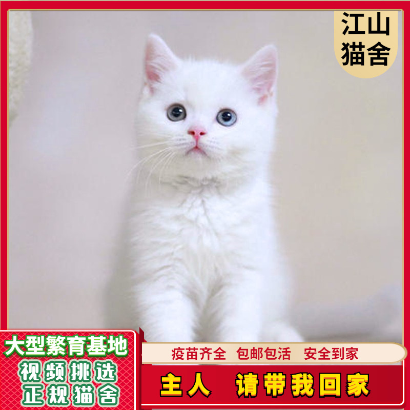 可爱家猫幼猫 中华田园猫小猫咪 活体土猫 全国包邮发货 安全到家|ms