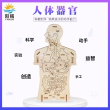 人体器官拼图模型认知消化系统科技小制作内脏拼装科学实验教具