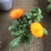 Wholesale various flowers potted courtyards office desktop viewing flowers green plantation orchid chrysanthemum hydrangea lavender plants