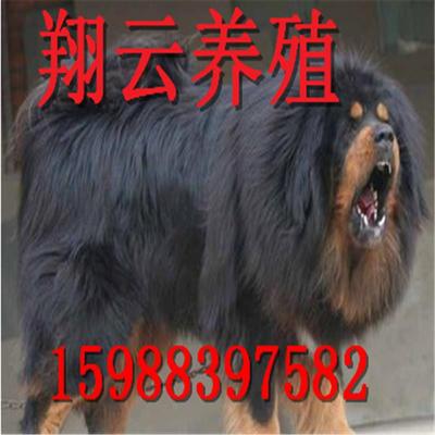 藏獒铁包金活体幼犬一手货源包纯种包健康狗包纯种包健康自定金价