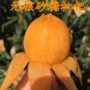 嫁接适合耐寒种植果树苗