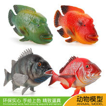 石鯛魚 石鯛魚批發 促銷價格 產地貨源 阿里巴巴