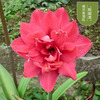 Dental Dutch Dutch red species ball big flower ball indoor and outdoor four seasons of potted flowers flowering plant ball root flowers