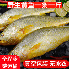 【黄花鱼一斤一条】东海大黄花鱼新鲜冷冻整箱海鲜水产批发