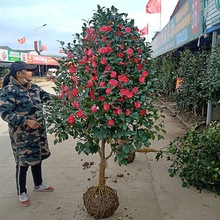 庭院耐寒花卉植物山茶花树苗四季常青耐冬耐冻茶花树苗绿化树苗