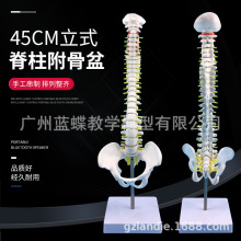 45CM人体脊椎模型 脊柱模型 颈椎动脉胸椎腰椎间盘 尾椎神经 立式