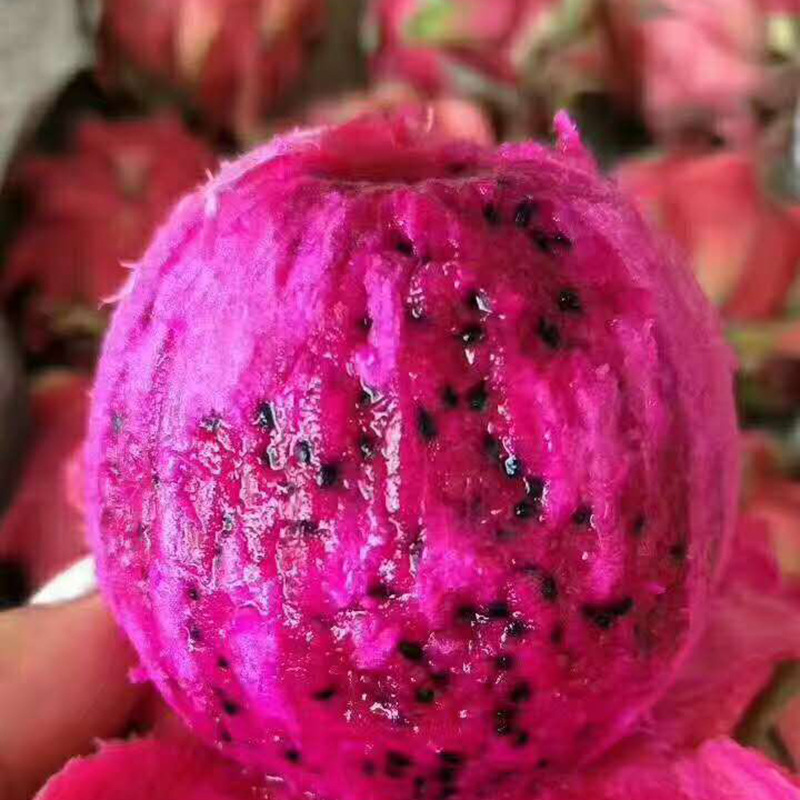 云南火龙果 云南蜜宝 新鲜应季水果红心火龙果云南蜜宝红心火龙果|ru