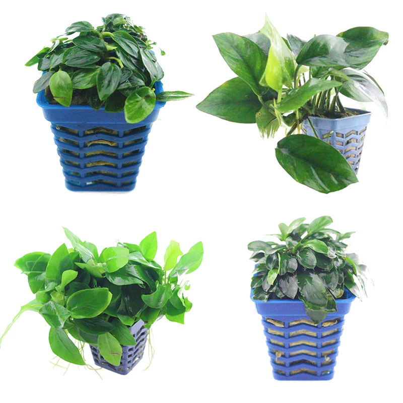 Aqua Banyan живые водные растения оптом украшение для аквариума ленивые водные растения отрицательные водные растения фотосинтетические водные растения