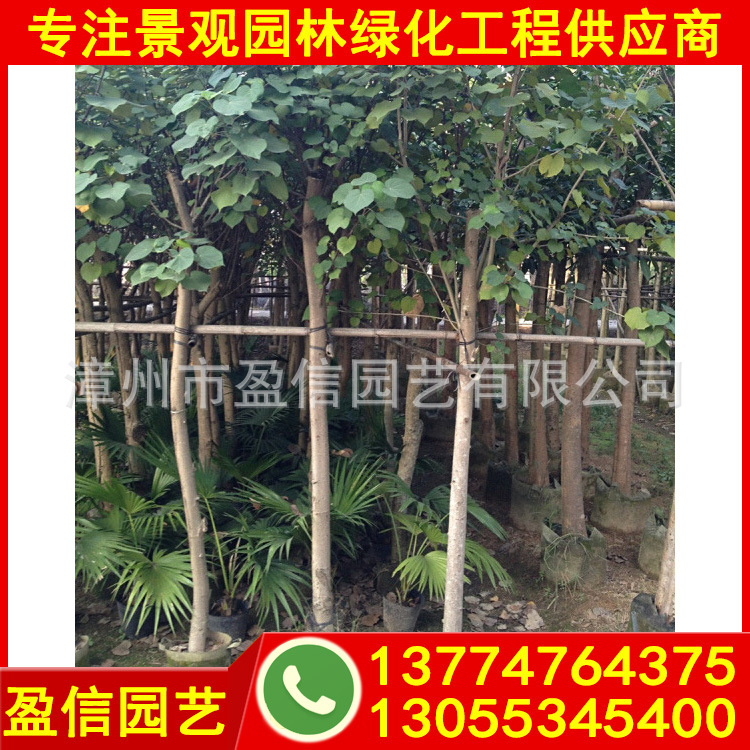 黄槿-(3).jpg