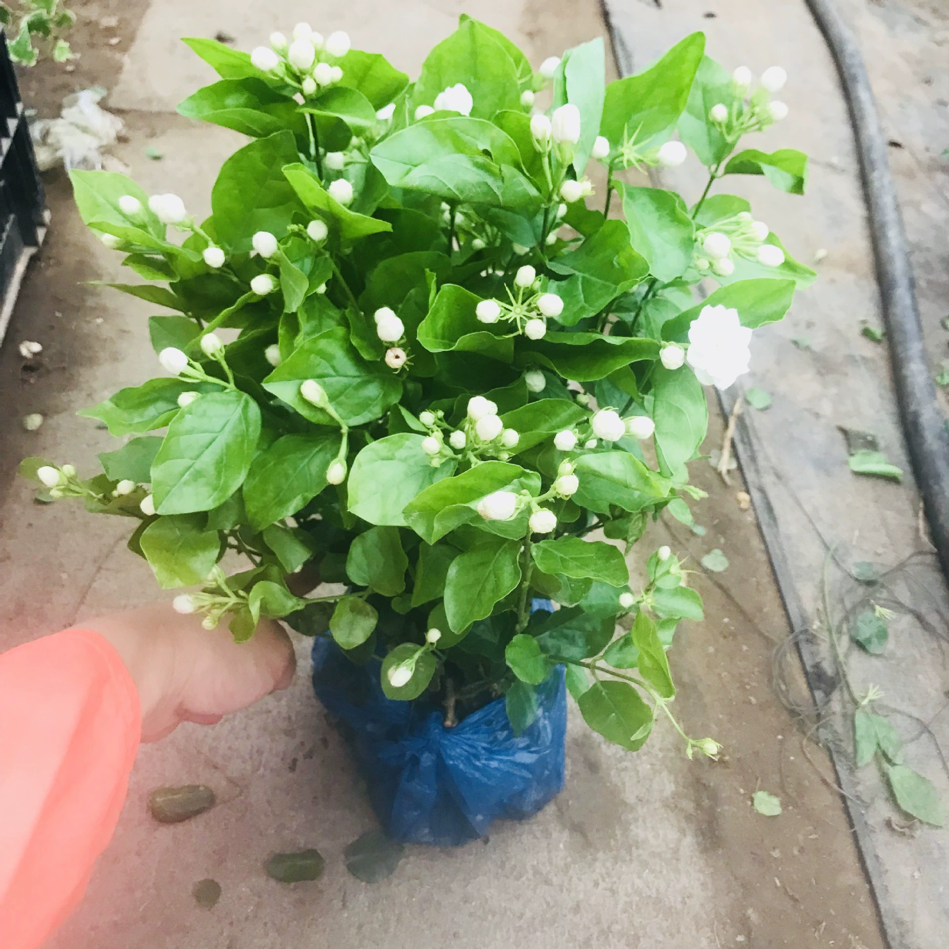 Жасмин Горшечное растение Комнатное цветущее цветочное растение для просмотра Балкон цветок в горшке очистка воздуха Легко Пенсионное сваевое растение