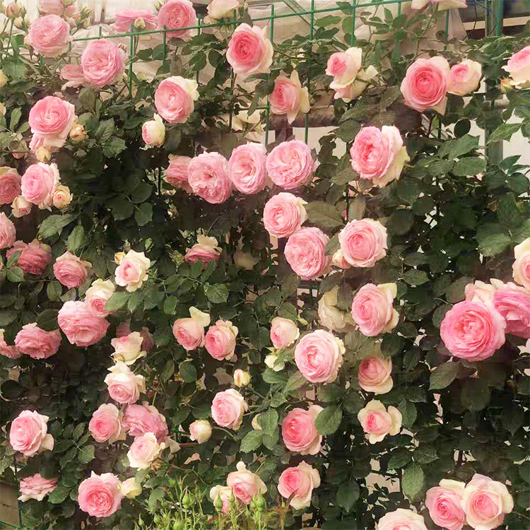 微信图片_20200707171232