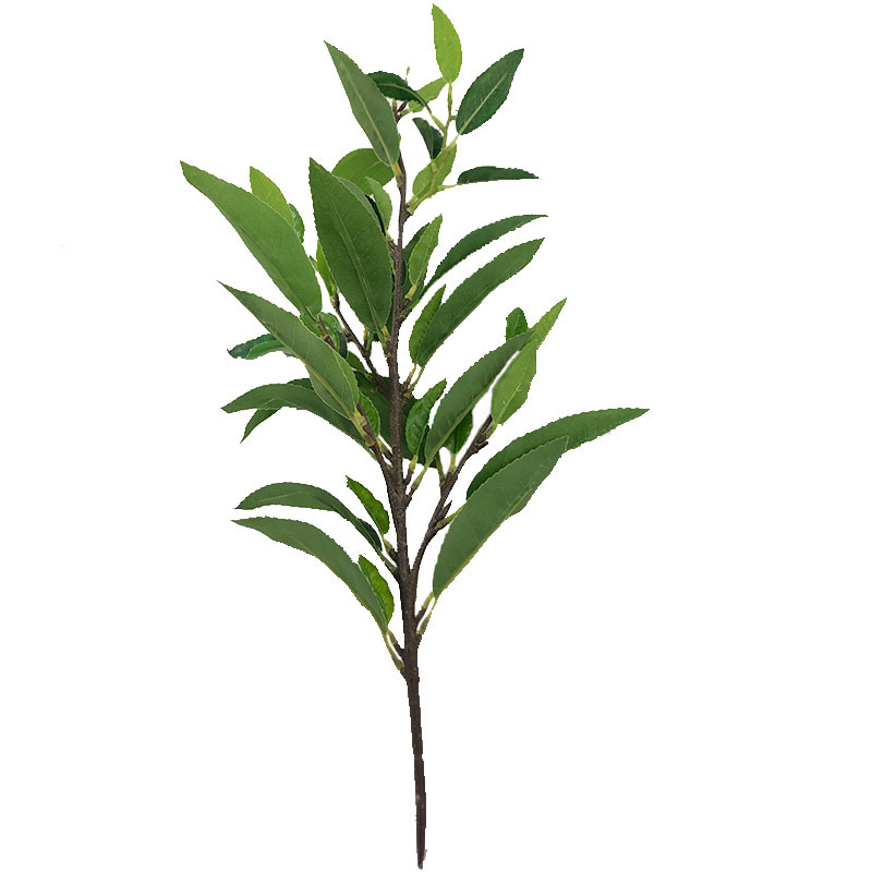 XRB-129 四叉枝福鼎大白茶叶2.jpg