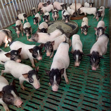 巴马香猪猪苗多少钱一头  巴马香猪价格巴马香猪（种猪）出售
