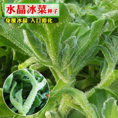 Japan seed Amino acids Africa seed Potted plant Vegetables seed Vegetable shoots seed