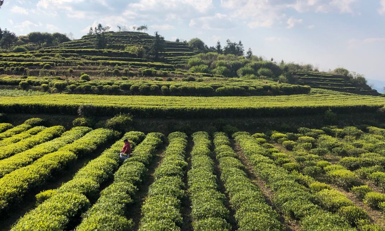 高山茶园22副本